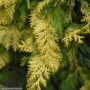 Falsecypress – Crippsii – #2 Container